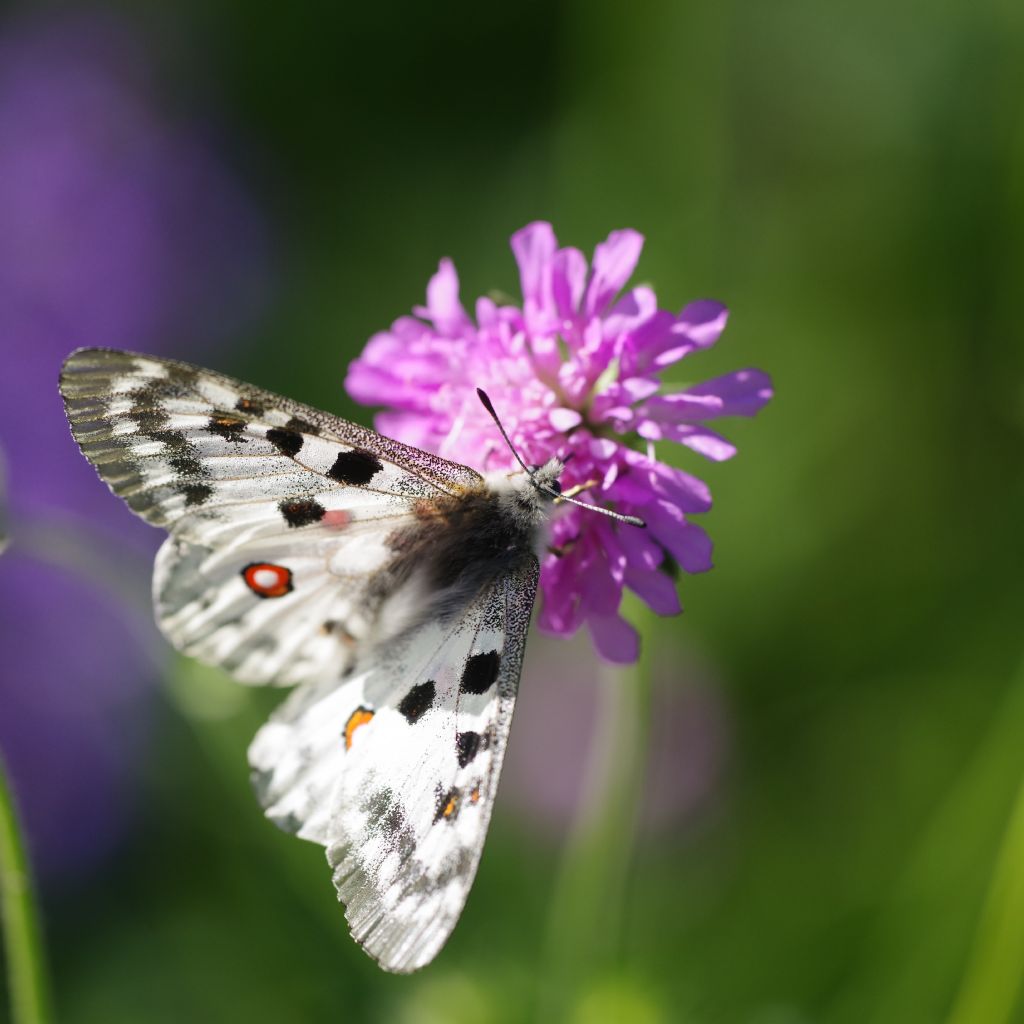 Parnassius apollo